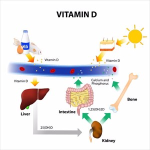 Illustration showing foods that contain vitamin D, how the skin absorbs solar UVB radiation and synthesis of vitamin D, calcium homeostasis and metabolism.