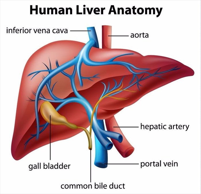 Human Liver Anatomy