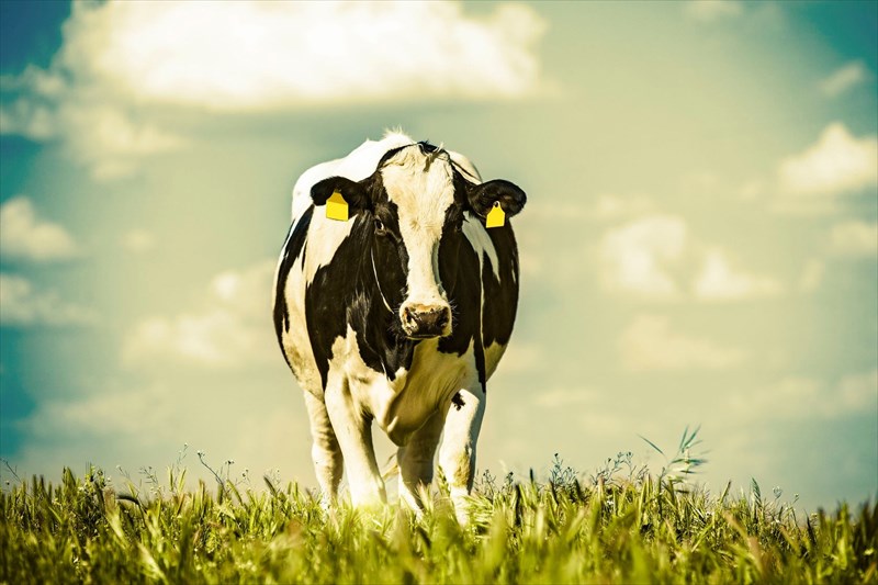 Cows may be the answer to an HIV vaccine