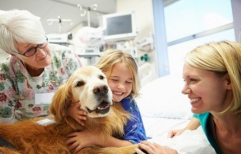 Young Girl Being Visited In Hospital By Therapy Dog 