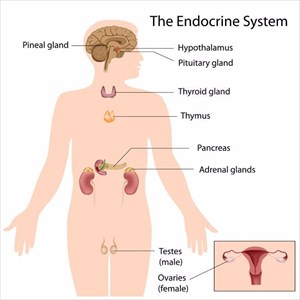 Illustration showing the body's endocrine system.
