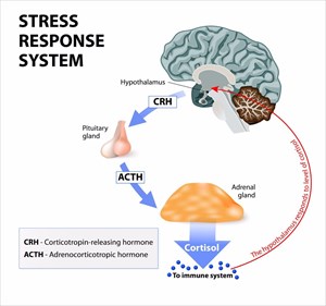 Illustration showing the stress response system - Stress is a main cause of high levels of cortisol secretion.