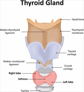 Illustration of the thyroid gland.
