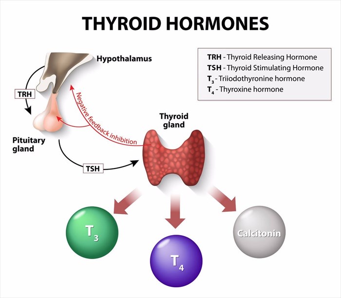 Illustration showing the human endocrine system (thyroid hormones).