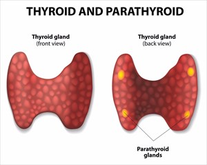 Illustration showing the thyroid gland and the location of the parathyroid glands.