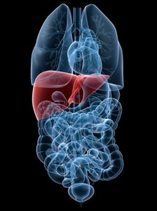 Illustration showing the location of the liver in the human body.