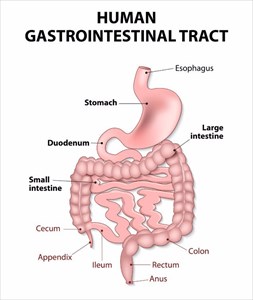 Gastrointestinal tract includes all structures between the esophagus and anus.