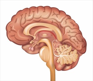 Detailed illustration of the human brain.