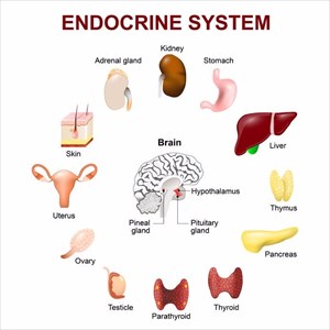 Endocrine system illustration (pituitary gland, pineal gland, testicle, ovary, pancreas, thyroid, thymus, adrenal gland).