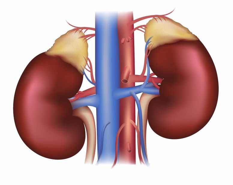 What are the main adrenal hormones and why are they important?