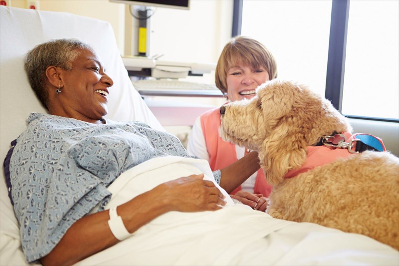 How does pet therapy work?
