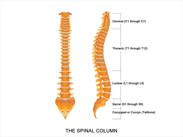 Illustration of the human spinal column (human spine from the side with intervertebral discs).