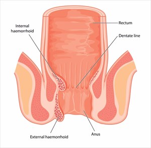 Cross-section of the rectum and anal canal.