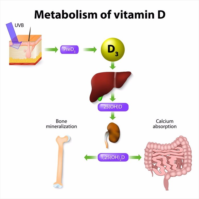 What Is Vitamin D Used For In The Body And How Does It Work