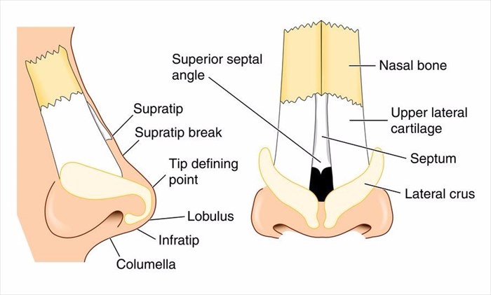 Anatomy of the nose.