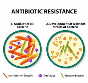 Diagram showing the difference between non-resistant bacteria and resistant bacteria.