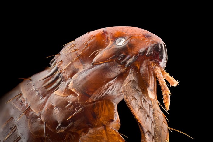 Extreme magnification of a flea (at 20x magnification).