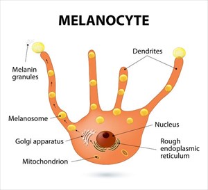 Illustration showing a melanocyte - melanin producing cells.