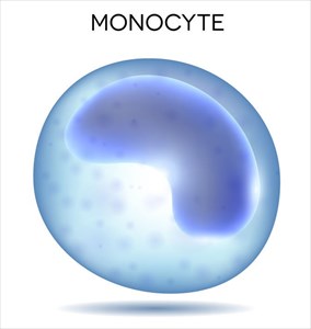 Illustration of a monocyte (white blood cell).