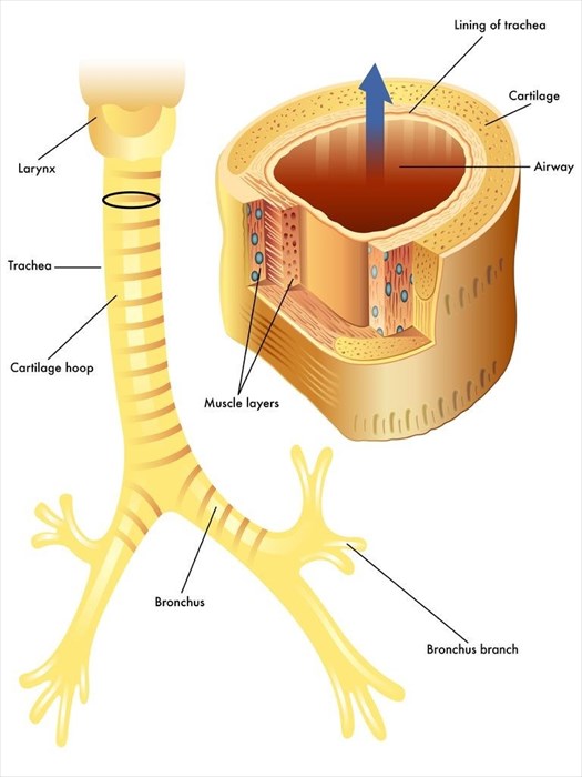 Illustration showing the anatomy of the trachea.