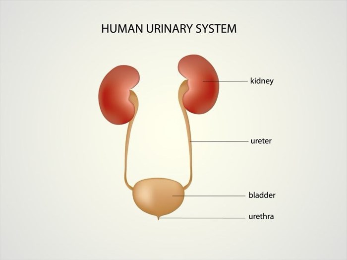 human urinary system 