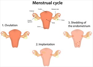 Menstrual Cycle