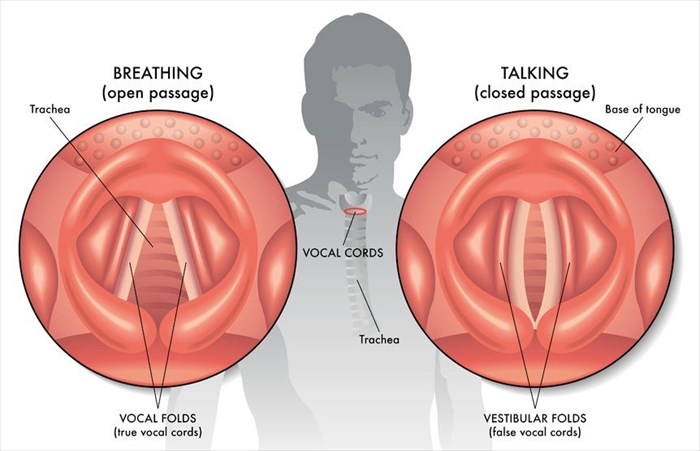 Voice box / vocal cords