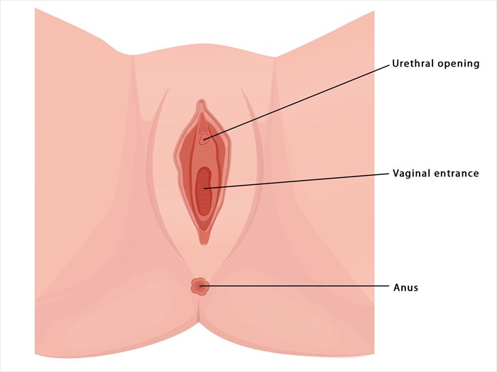 How Many Holes Do Girls Have