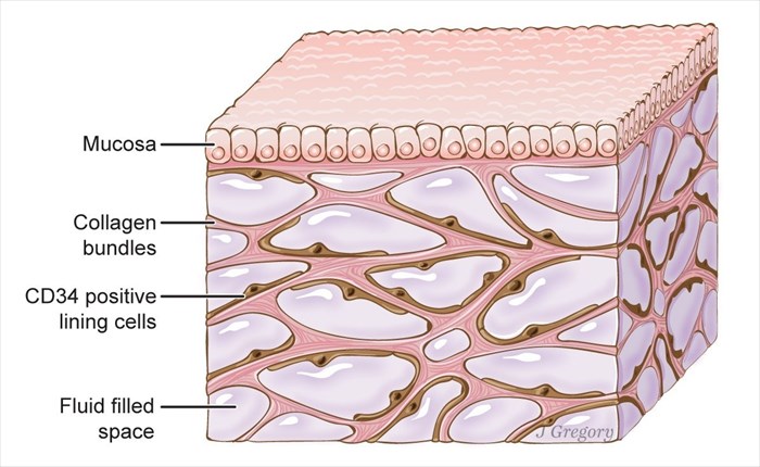 Illustration showing the structure of 'the interstitium' (Image copyright, J Gregory. 2016. Mount Sinai Health System)