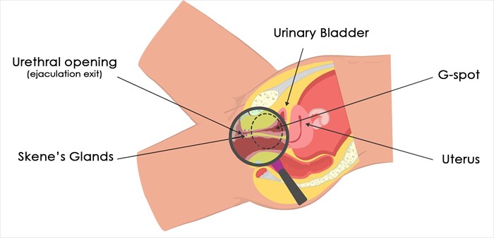 How To Make A Female Ejaculation
