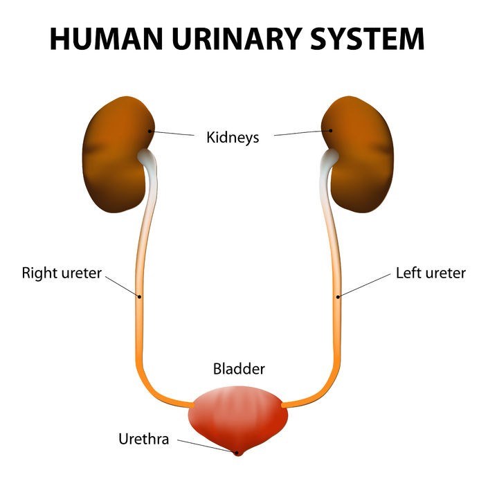 Illustration showing the human urinary system including the kidneys, ureters, urinary bladder, and urethra.