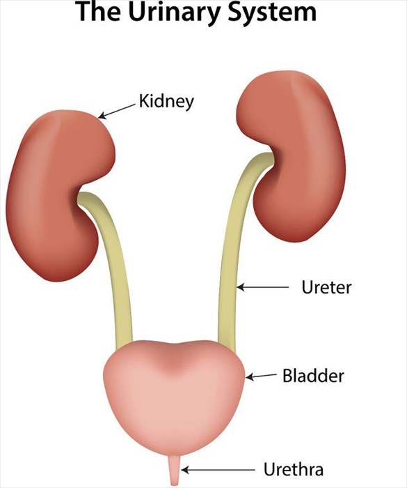 Illustration showing the urinary system 