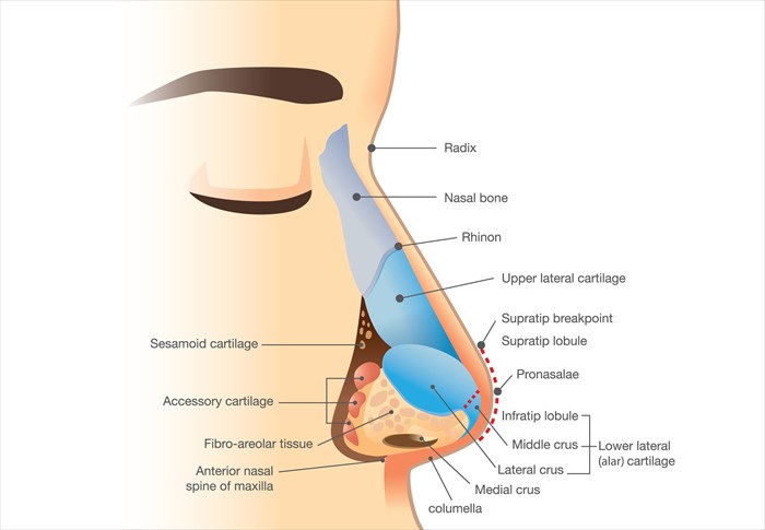 human nose bone anatomy