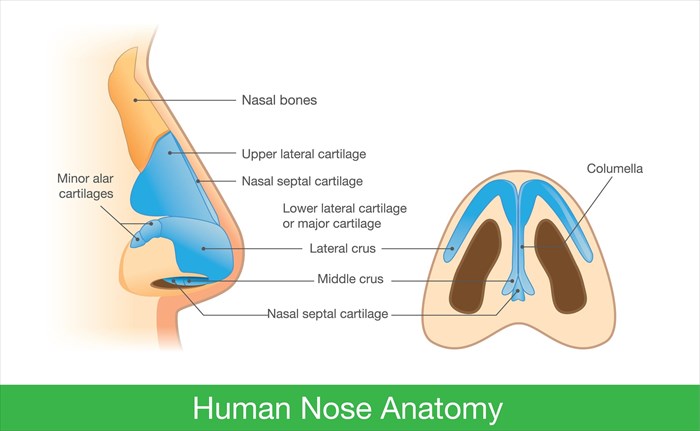 human nose bone anatomy