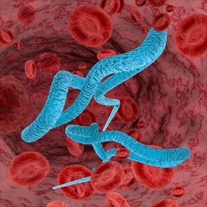 Illustration of Ebola virus.