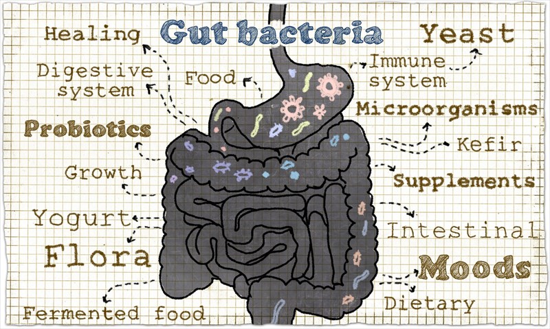 What Are The Signs Your Probiotics Are Working?