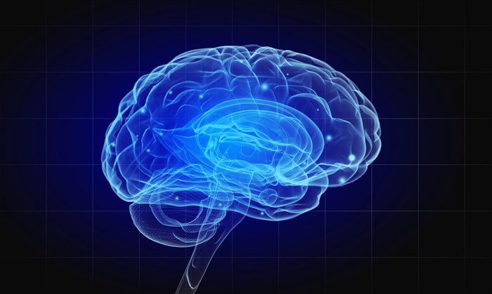 Illustration of the human brain.