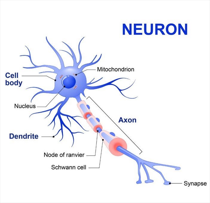 Anatomy of a typical human neuron (axon, synapse, dendrite, mitochondrion, myelin sheath, node Ranvier and Schwann cell)