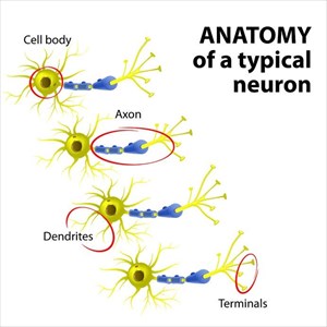 Anatomy of a typical multipolar neuron - dendrite, cell body (soma), axon and terminals.