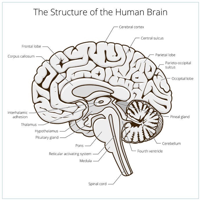 Illustration showing the structure of the human brain.