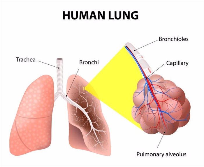 Structure of the human lung