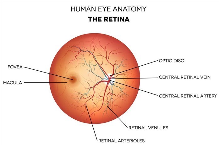 Anatomy of the retina