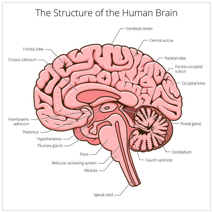 Illustration showing the structure of the human brain.