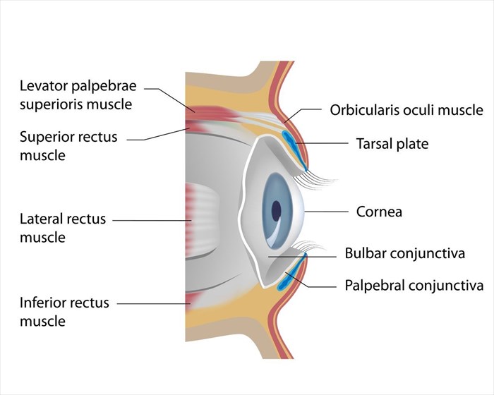 Illustration depicting the structure of the eye.