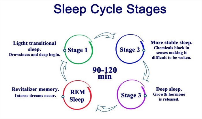 Diagram illustrating the stages of sleep.