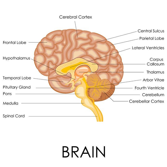 Diagram illustrating the structures of the brain.