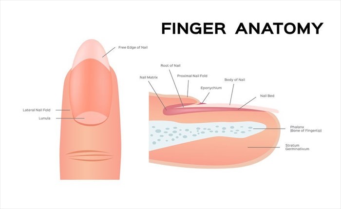Illustration showing the structure of fingernails. 