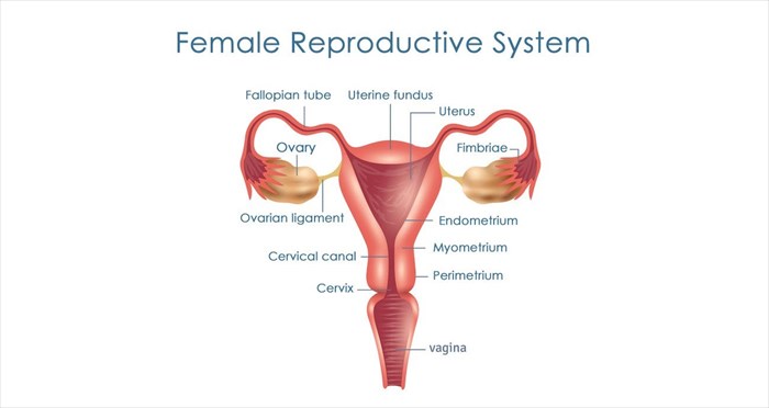 Female Reproductive System