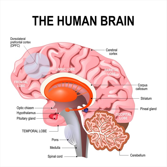 Why is the dorsolatereral prefrontal cortex (DLPFC) the favorite