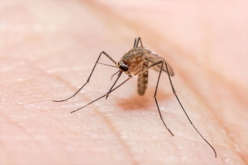 Ghana approves the first major malaria vaccine from the Oxford University